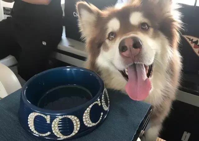 这些宠物都在背LV，你还敢抱怨自己像狗一样累？