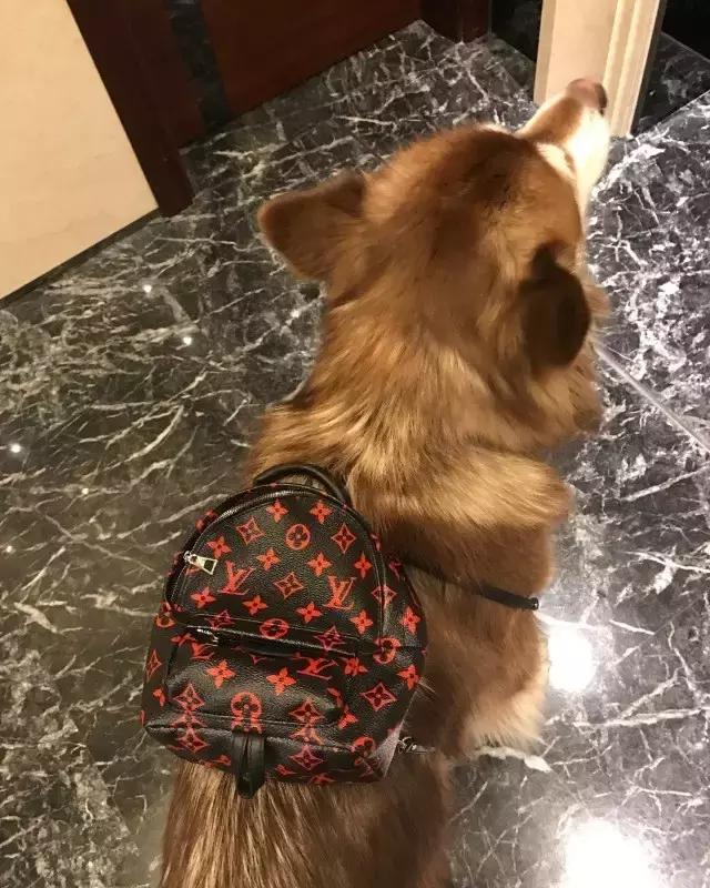 这些宠物都在背LV，你还敢抱怨自己像狗一样累？