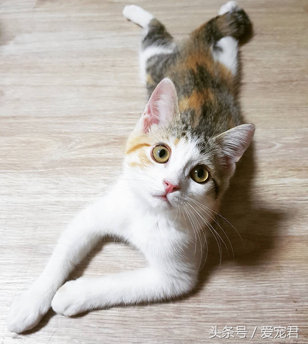 猫咪一直打喷嚏什么原因,猫咪打喷嚏什么原因