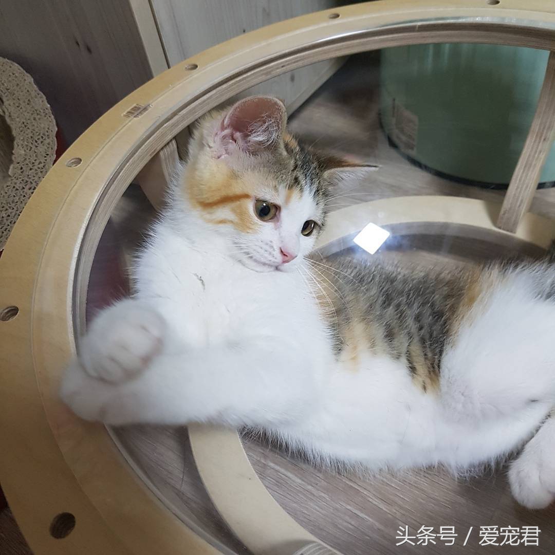 猫咪一直打喷嚏什么原因,猫咪打喷嚏什么原因