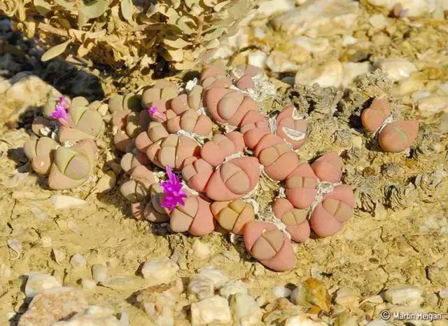 南非秘宝,遗落在世间的宝藏