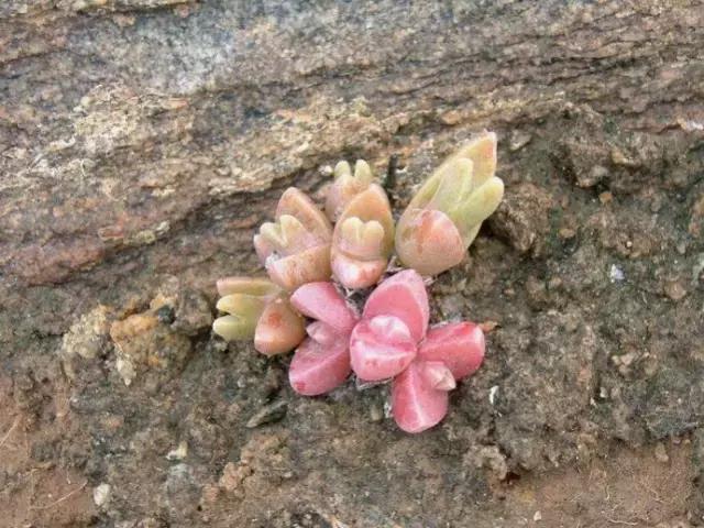 南非秘宝,遗落在世间的宝藏