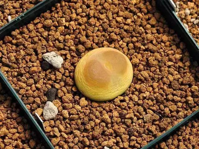 南非秘宝,遗落在世间的宝藏