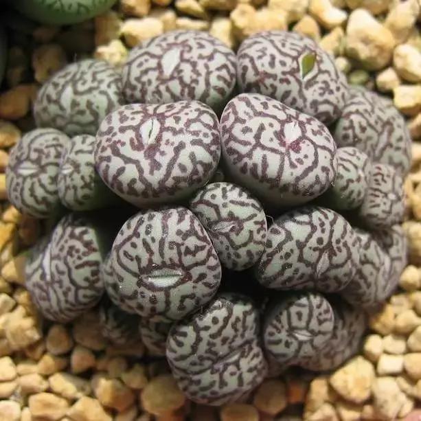 南非秘宝,遗落在世间的宝藏