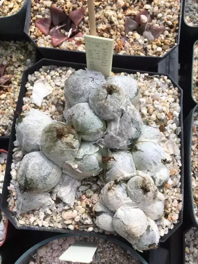 南非秘宝,遗落在世间的宝藏