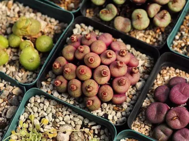 南非秘宝,遗落在世间的宝藏