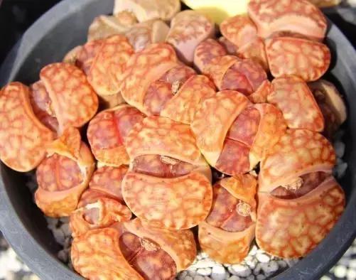 南非秘宝,遗落在世间的宝藏