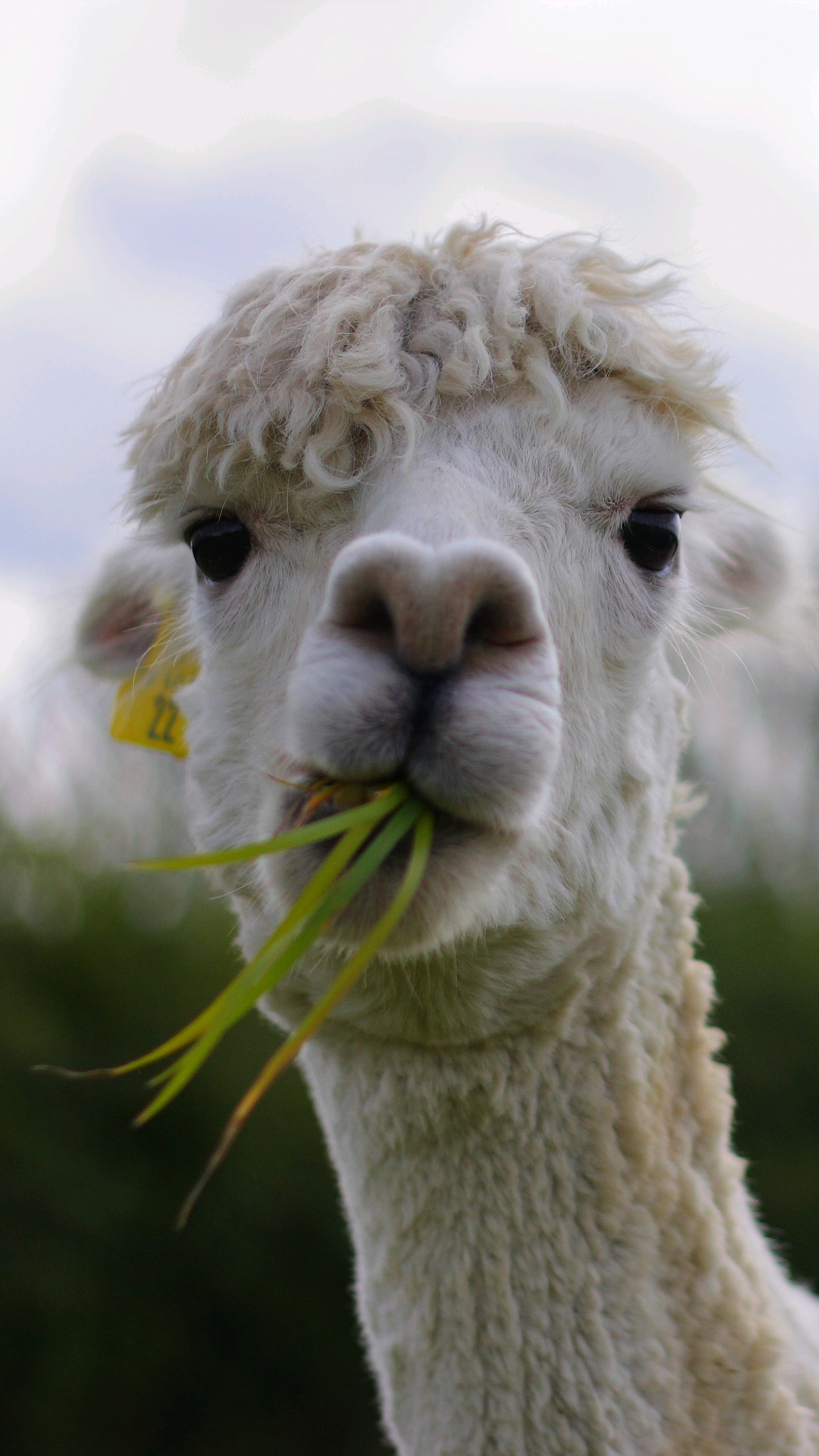 超多高清好看的壁纸,归来的奥特曼壁纸