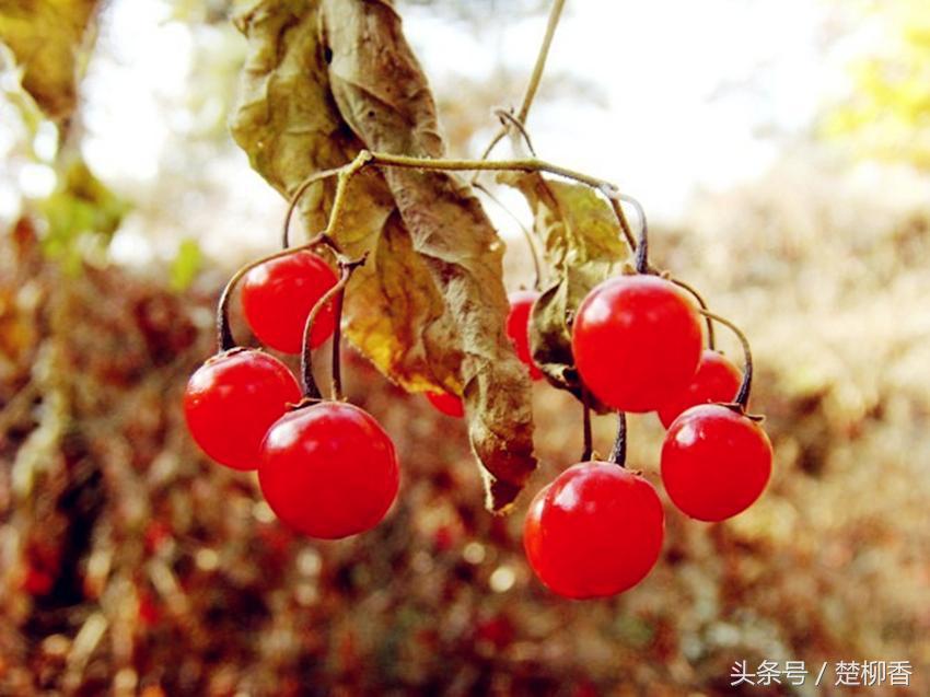 长红果子的野草名字,农村有哪些抗各种癌的野草药