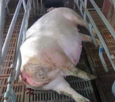 母猪产后没有奶?养猪人可从这3方面分析原因!