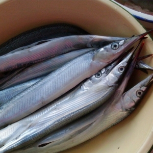 好养好吃的海鱼有哪些,哪些海鱼既好吃但又不能养殖