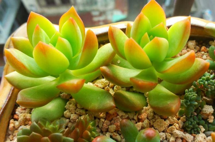 最值得买的多肉品种,包邮最漂亮多肉