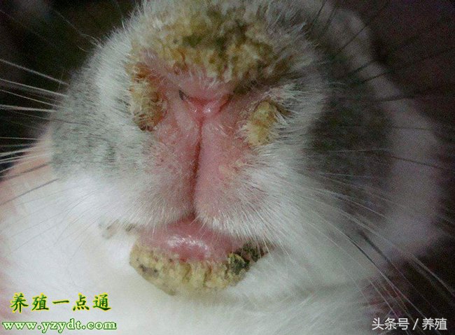 兔兔感染真菌皮肤病打什么针,怎么预防兔得真菌病