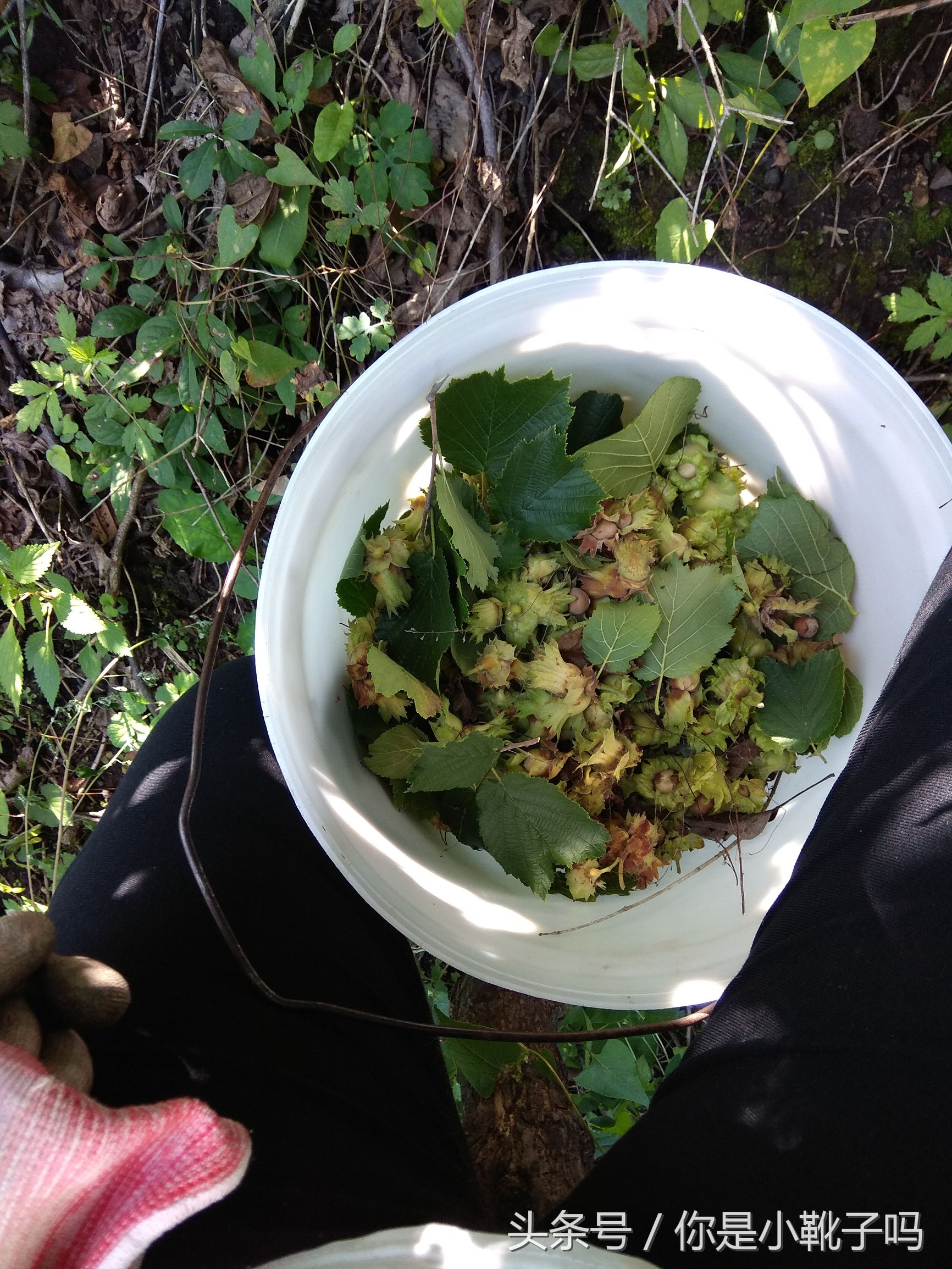 一年一次的榛子采摘又开始啦,榛子这样的坚果采摘非常麻烦