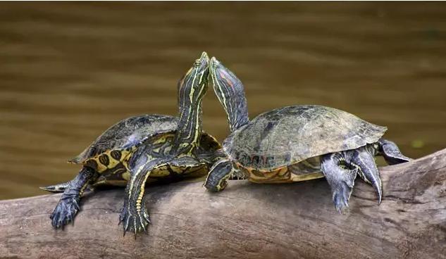 宠物龟病症大全图解,宠物龟离奇死亡