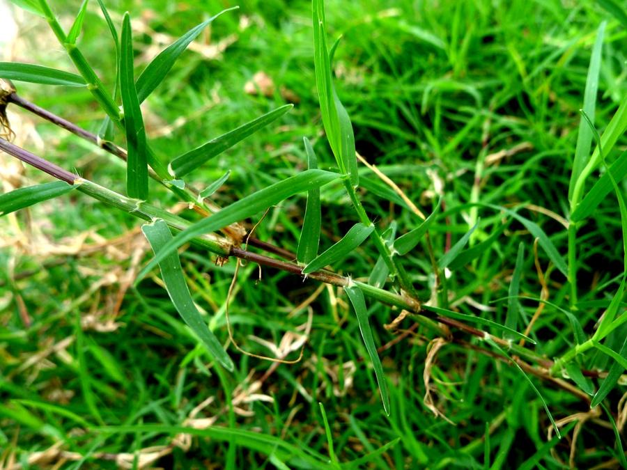 城市农村随处可得的中草药,治风湿痿痹拘挛跌打劳伤