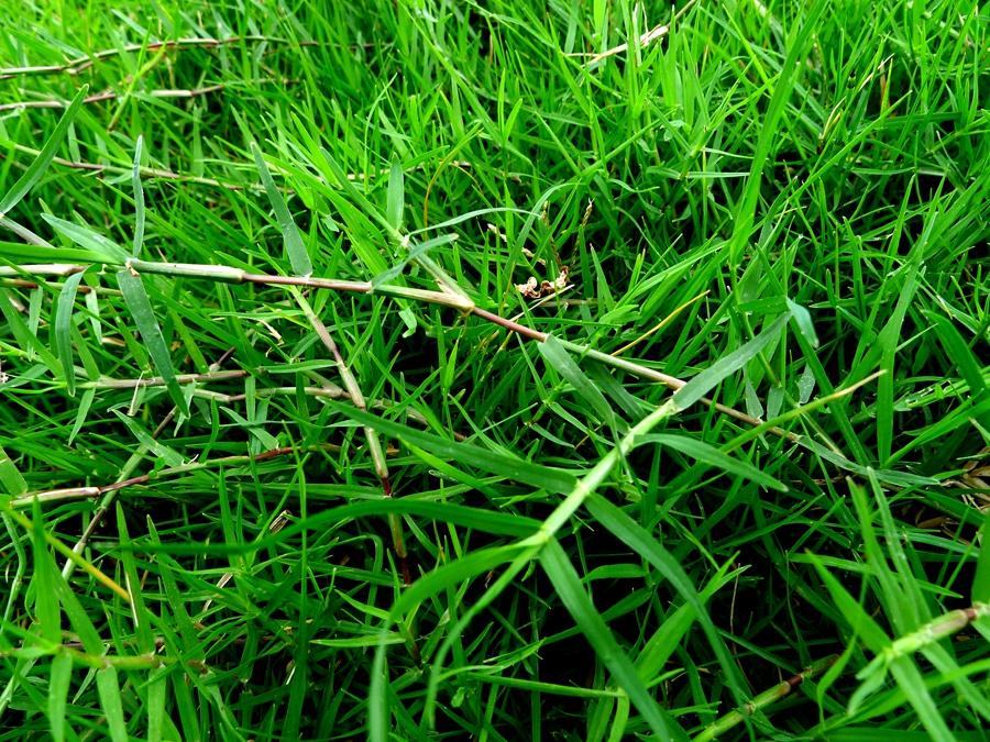 城市农村随处可得的中草药,治风湿痿痹拘挛跌打劳伤