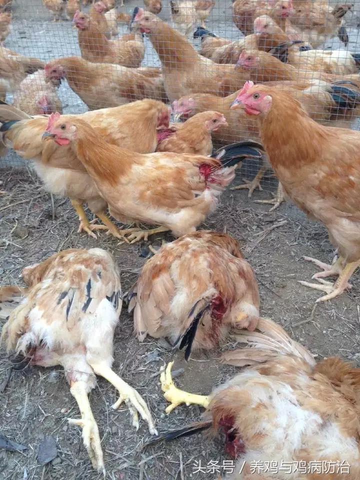 养鸡——鸡啄肛、啄羽的那点事以及治疗方法