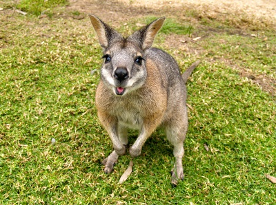 说一说我眼中的冬奥作文,带你们看最真实的澳大利亚