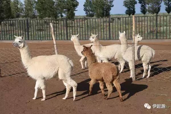 沙漠徒步穿越恩格贝,恩格贝沙漠千人徒步