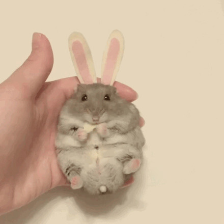 一只萌萌的吃货仓鼠,在角色扮演,还不忘记爪子里的好吃的