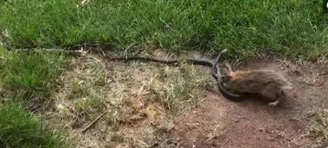 大蛇袭击小兔子 (大蛇袭击小兔的视频)