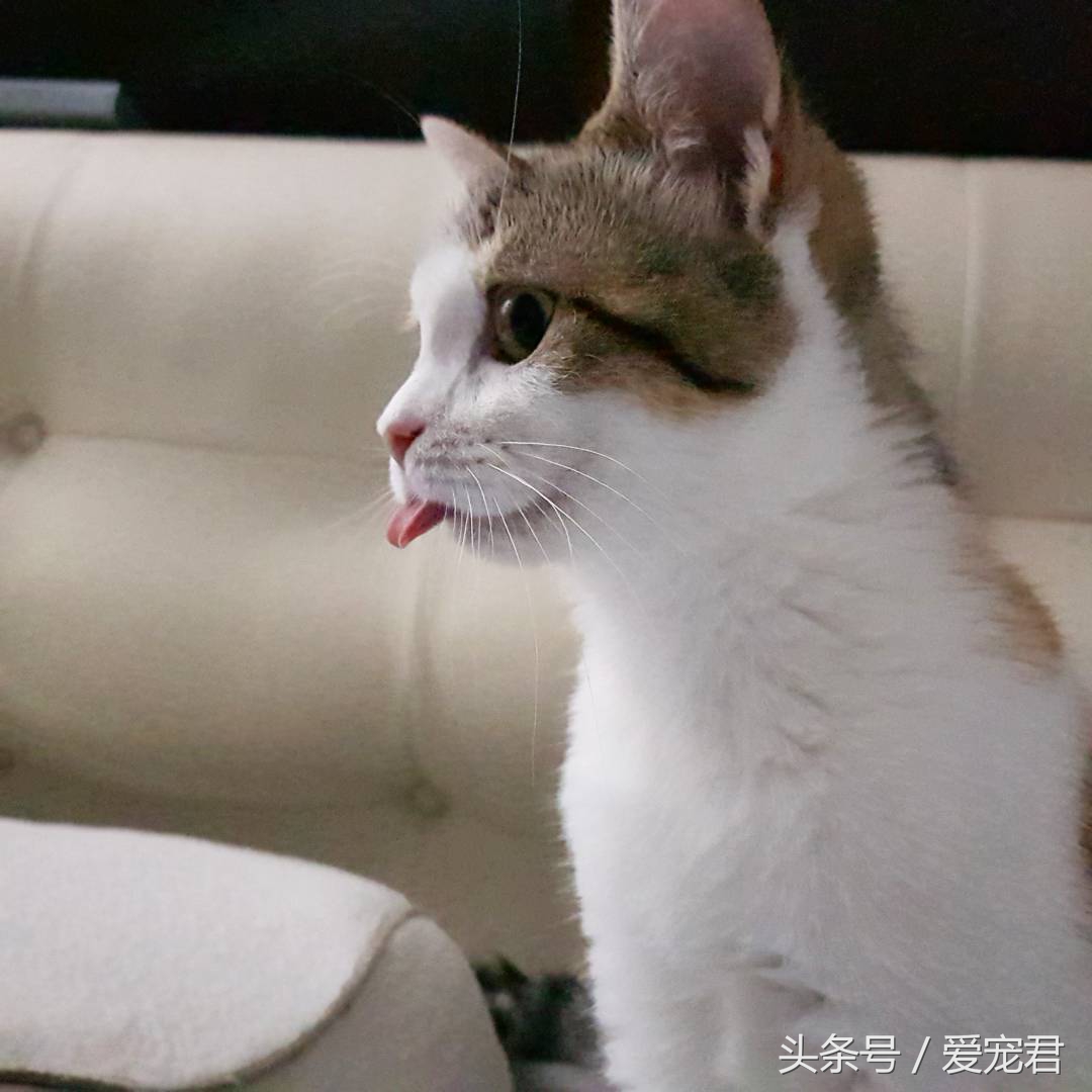 猫咪一直打喷嚏什么原因,猫咪打喷嚏什么原因