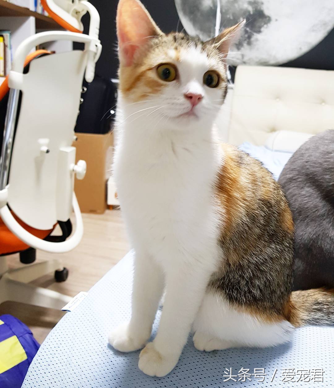 猫咪一直打喷嚏什么原因,猫咪打喷嚏什么原因