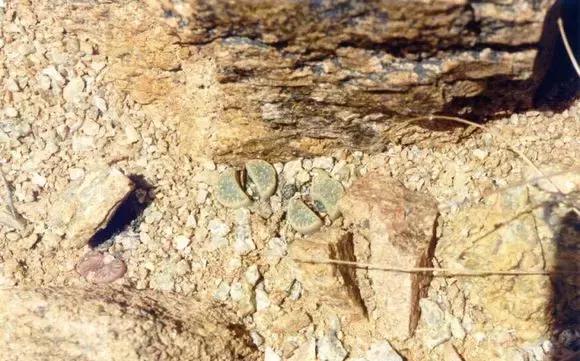 南非秘宝,遗落在世间的宝藏