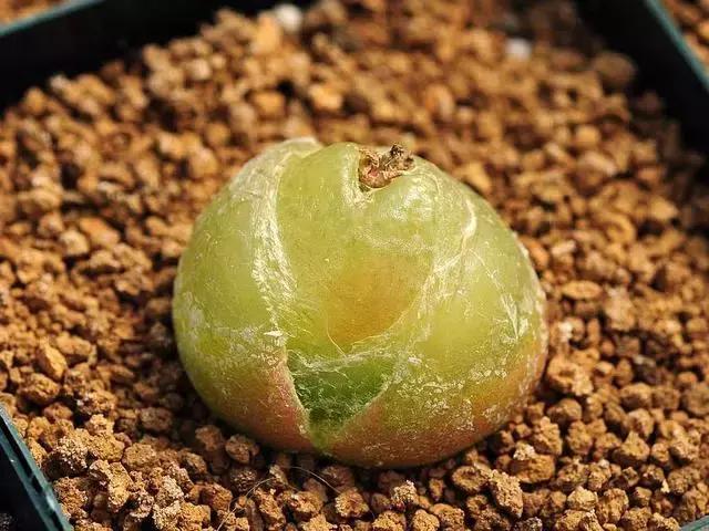 南非秘宝,遗落在世间的宝藏