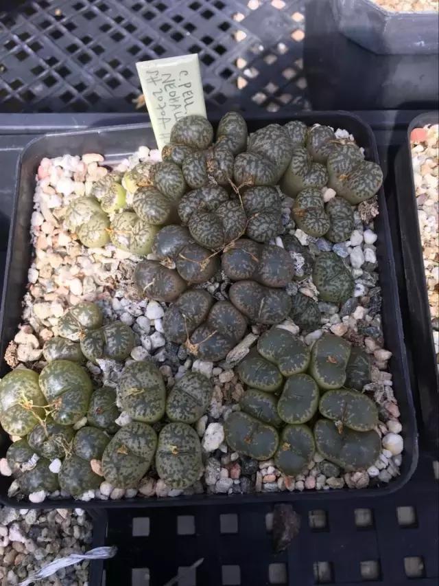 南非秘宝,遗落在世间的宝藏