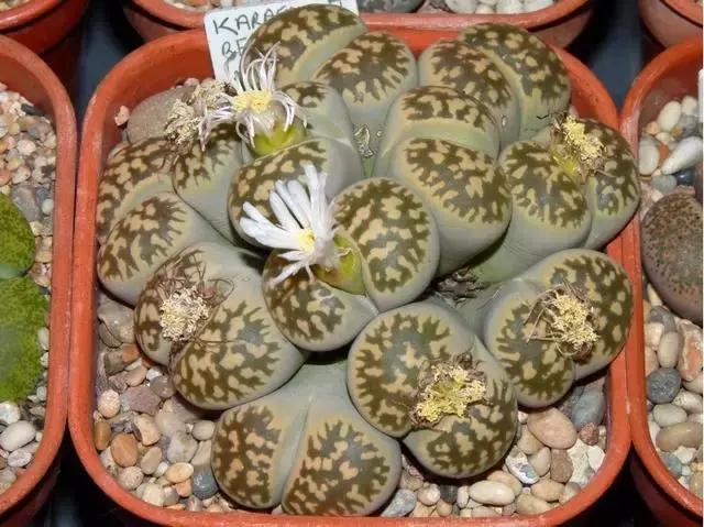 南非秘宝,遗落在世间的宝藏