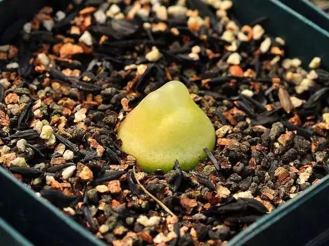 南非秘宝,遗落在世间的宝藏