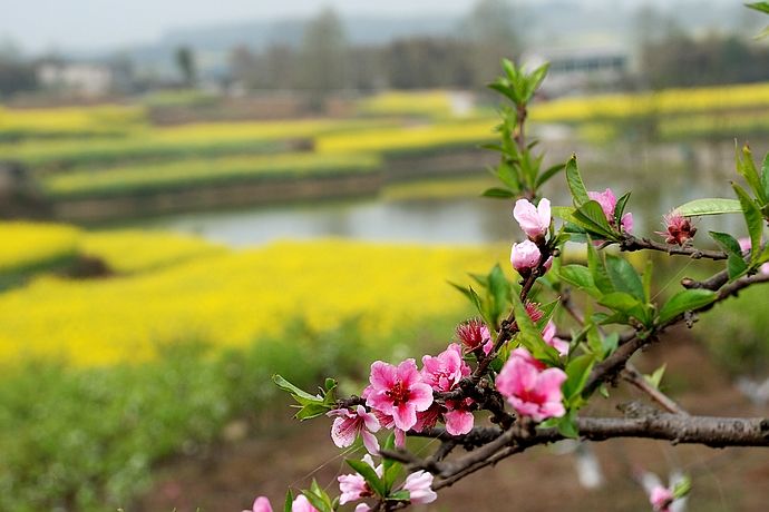 我给了你四季的风景,你还在意春花秋月吗?