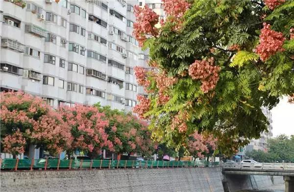 栾树落叶乔木,栾树复羽叶是什么意思