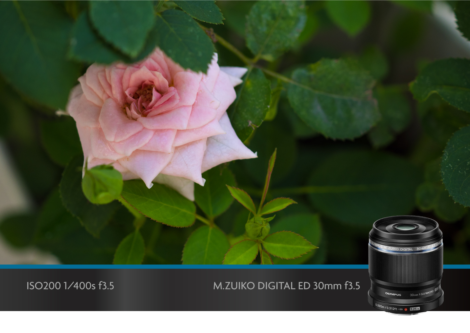 奥林巴斯微距镜头,奥林巴斯40-150可以拍微距吗