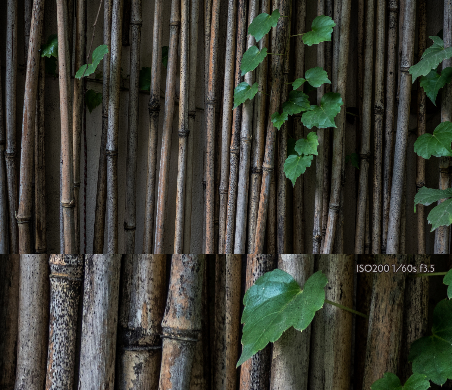 奥林巴斯微距镜头,奥林巴斯40-150可以拍微距吗