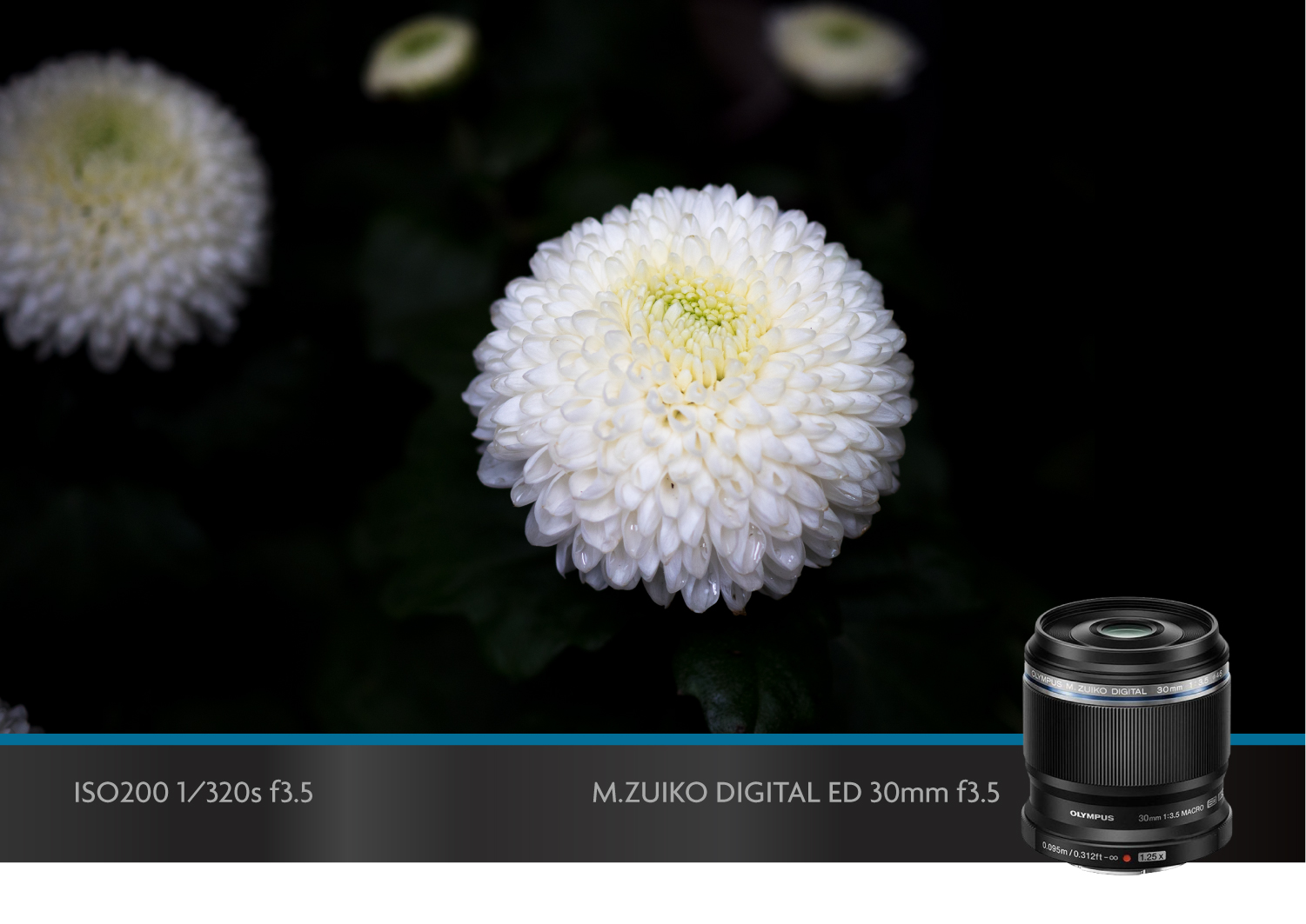 奥林巴斯微距镜头,奥林巴斯40-150可以拍微距吗