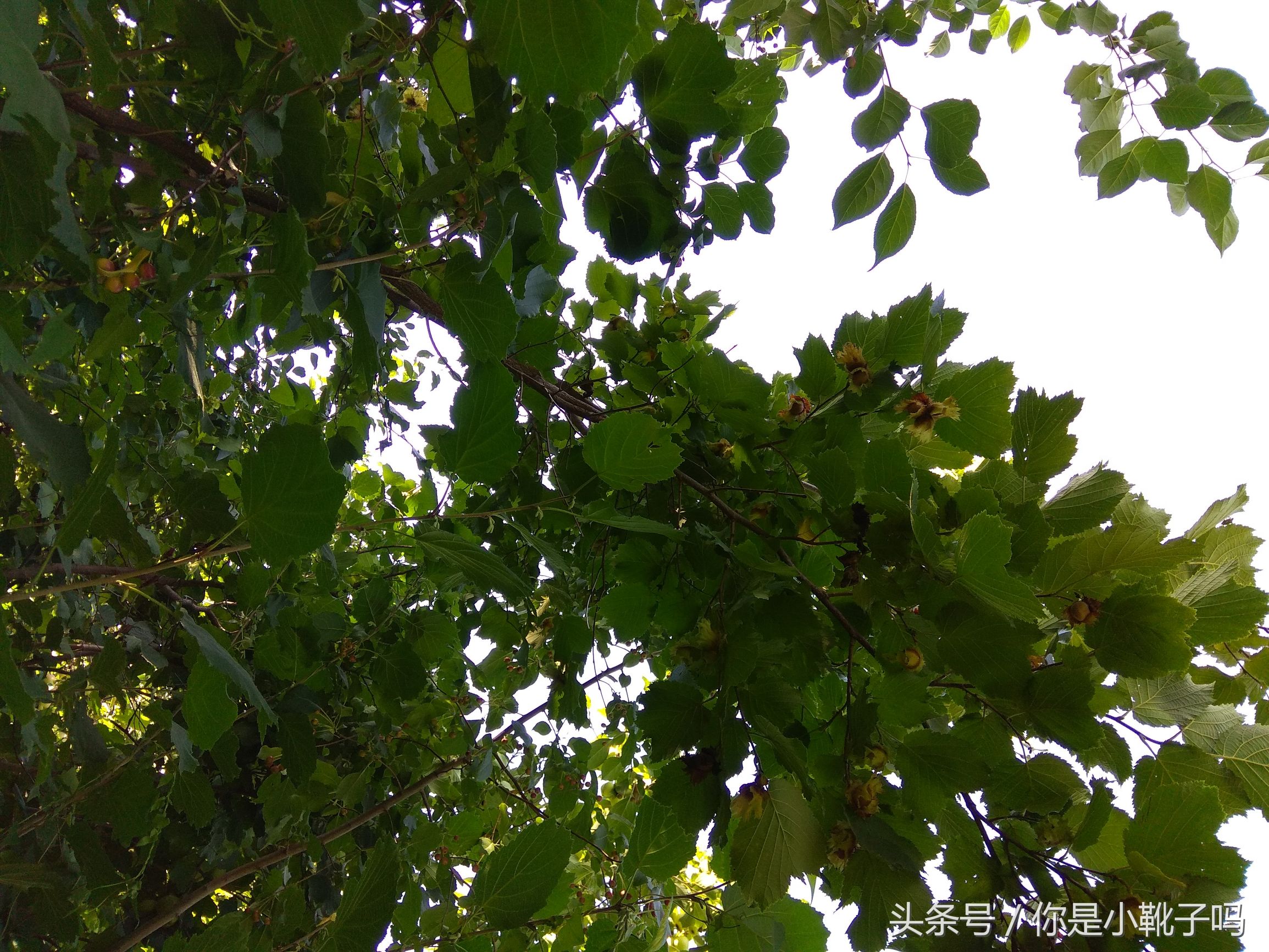 一年一次的榛子采摘又开始啦,榛子这样的坚果采摘非常麻烦