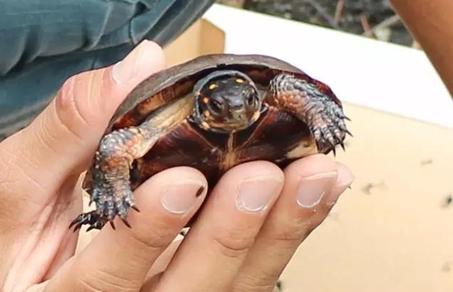 宠物龟病症大全图解,宠物龟离奇死亡