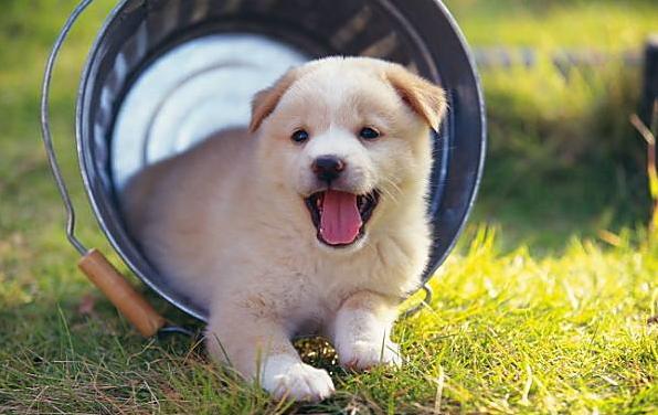 狗贩子买的狗怎么养,狗贩卖行业利润多少