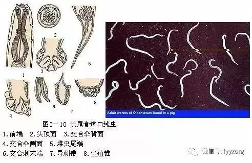 猪寄生虫最佳防治方法,猪寄生虫怎么鉴别图片