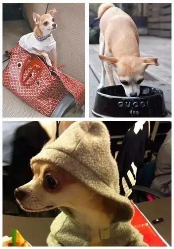 这些宠物都在背LV，你还敢抱怨自己像狗一样累？