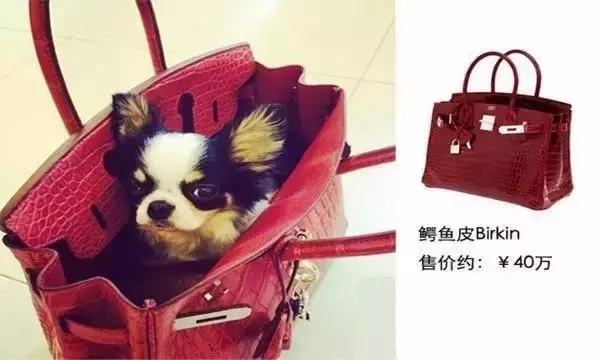 这些宠物都在背LV，你还敢抱怨自己像狗一样累？