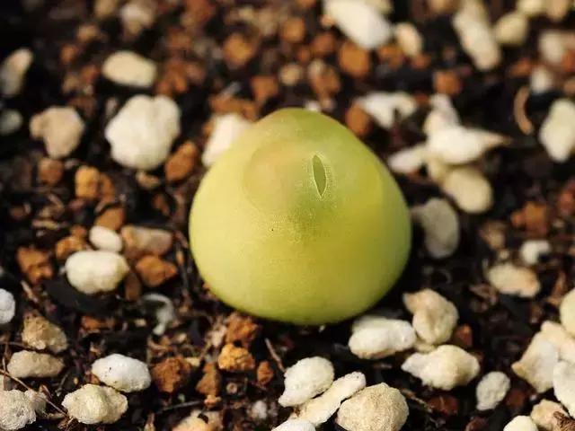 南非秘宝,遗落在世间的宝藏