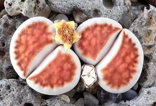 南非秘宝,遗落在世间的宝藏