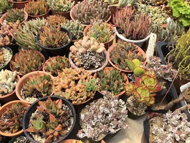 南非秘宝,遗落在世间的宝藏