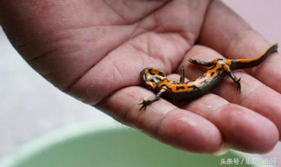 在闽南不仅有四脚蛇,还有四脚鱼,也叫“中国火龙”!