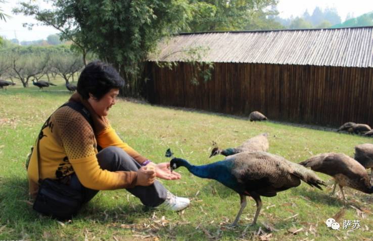 四川地震熊猫爬树躲避,汶川地震时受惊的熊猫