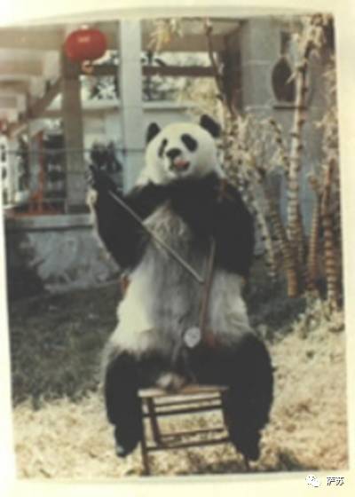 四川地震熊猫爬树躲避,汶川地震时受惊的熊猫